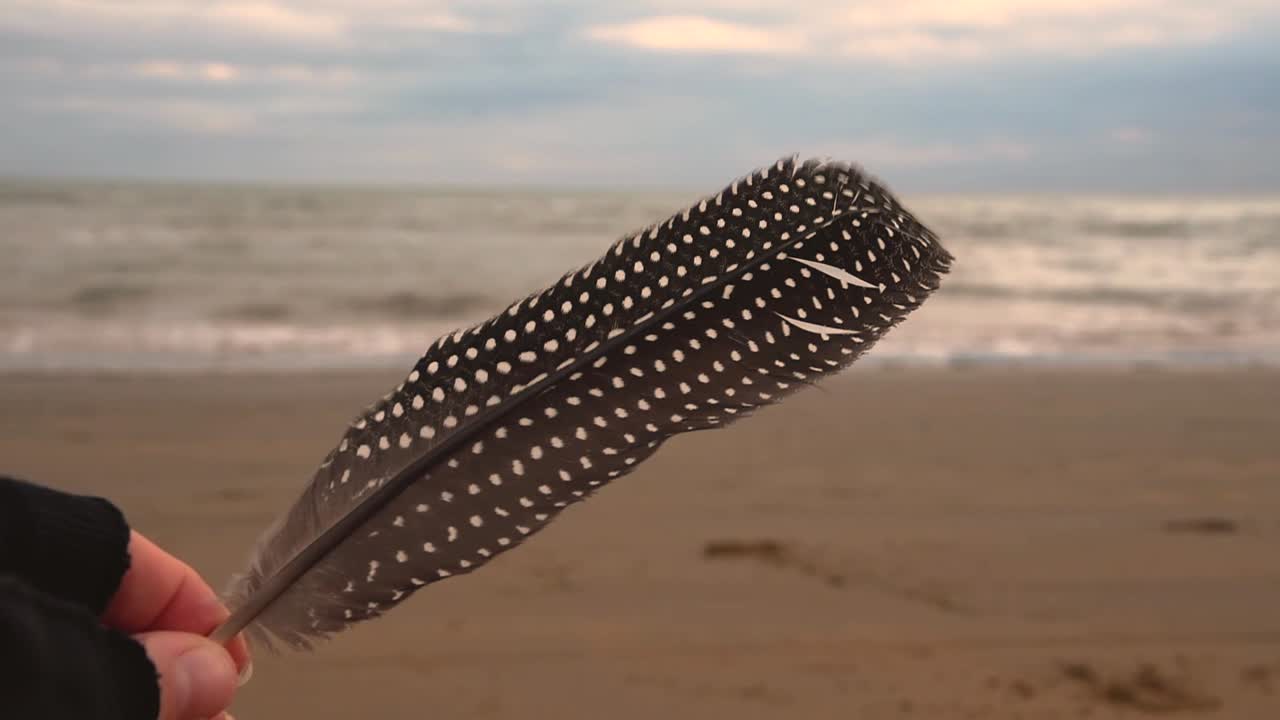 mano femenina con guante sin dedos sosteniendo una gran pluma de gallina de guinea en una playa ventosa con olas de mar en el fondo