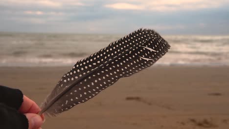 mano femenina con guante sin dedos sosteniendo una gran pluma de gallina de guinea en una playa ventosa con olas de mar en el fondo