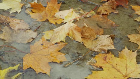 cerca de hojas amarillas de otoño en un charco frío en berlín, alemania