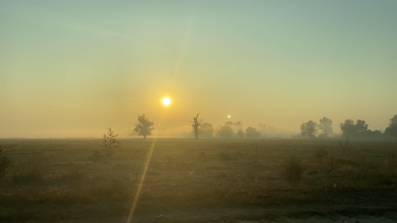 해돋이에 열린 들판 위에 아침 안개의 샷