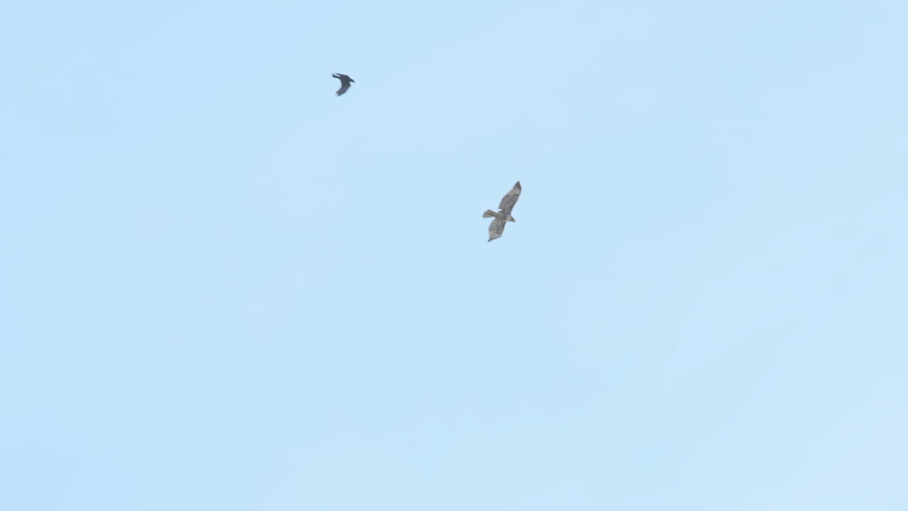 슬로우 모션으로 매를 폭격하는 까마귀의 와이드 샷