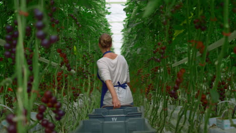 cherry tomato plantation farming woman worker. vegetables harvest growth concept