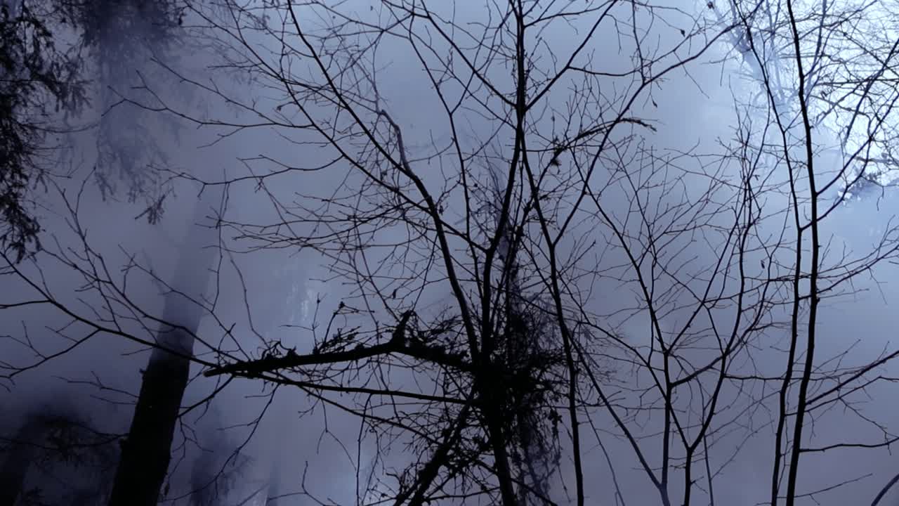 Bottom up view of thick white and dense smoke moving in between dark winter and autumn time trees at a forest during a forest fire or a while a camp fire is burning below intensly. White sky, cloudy