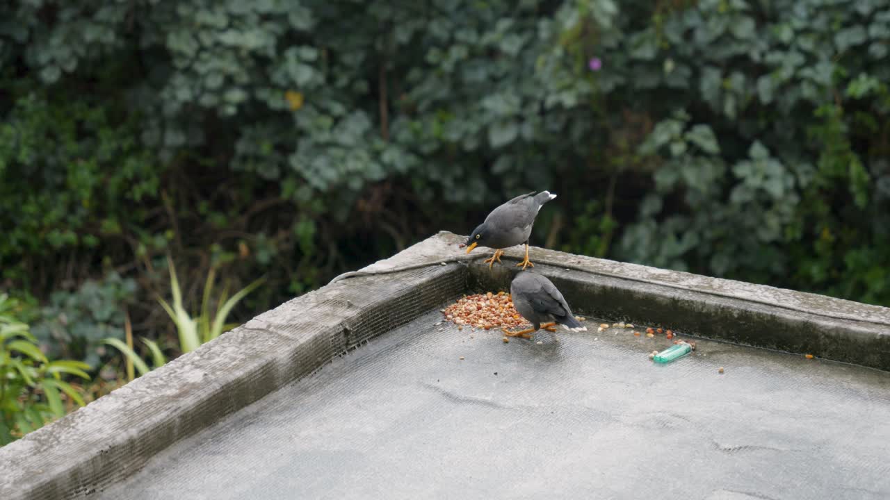 Javan Myna Birds Eating Nuts on Rooftop in Outdoor Setting