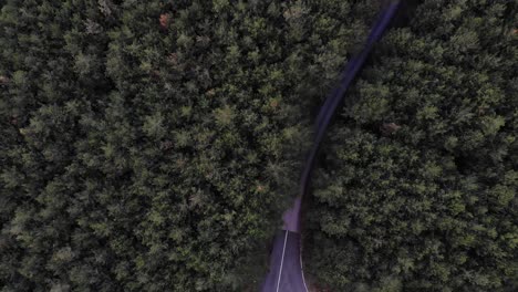 Vuelo-De-Drones-Sobre-Un-Bosque-De-Coníferas