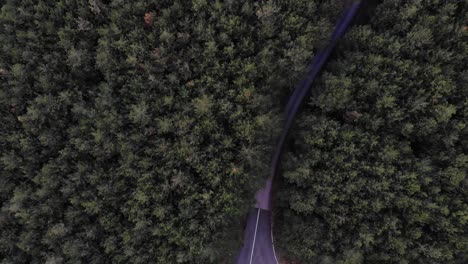 vuelo de drones sobre un bosque de coníferas