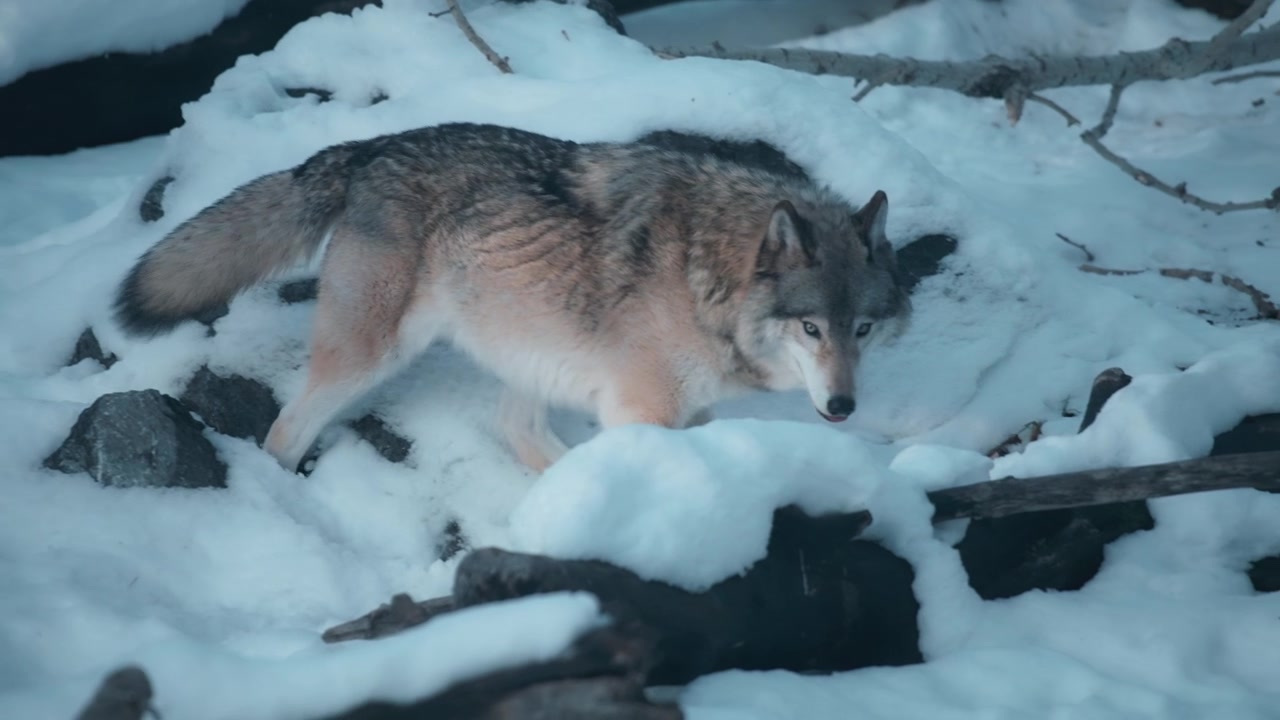 Grey wolf walking in the snow in winter forest