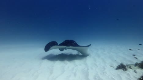 black blotched stingray swimming over sand straight towards camera and leaves over coral reef