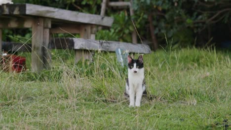 Straßenkatze-Im-Park