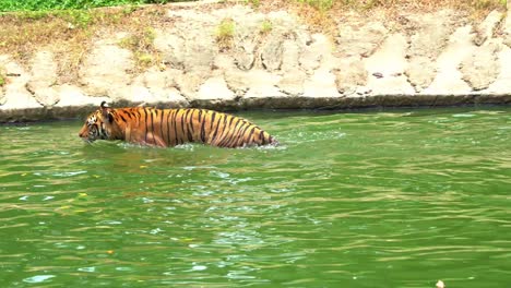 apex predator, malayan tiger, southern indochinese tiger, panthera tigris jacksoni swimming in the pool, moving around and trying to cool down in the water on a hot day, handheld shot