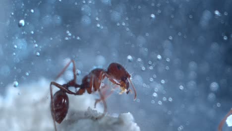 close-up macro of harvester ants working moving sand and forming tunnels in an ant farm