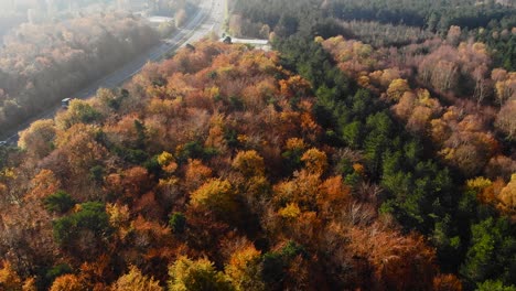 aerial view of the autumn forest
