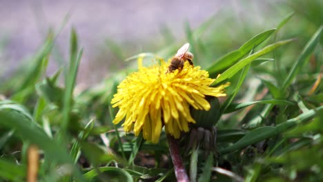 close up of bee collecting nectar from dandelion flower