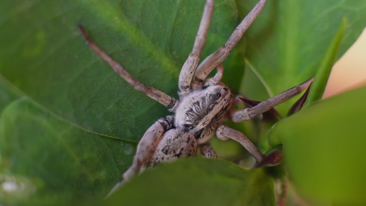 una araña sobre una hoja descansando