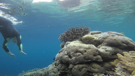 El-Coral-Acropora-Aparece-De-Manera-Destacada-En-Primer-Plano,-Con-Un-Buceador-Nadando-Cerca,-Justo-Debajo-De-La-Superficie-Del-Agua.