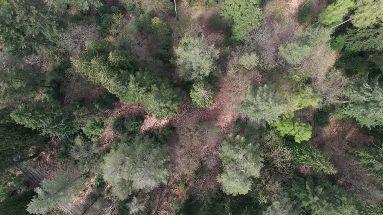foto de arriba de un bosque dañado en alemania