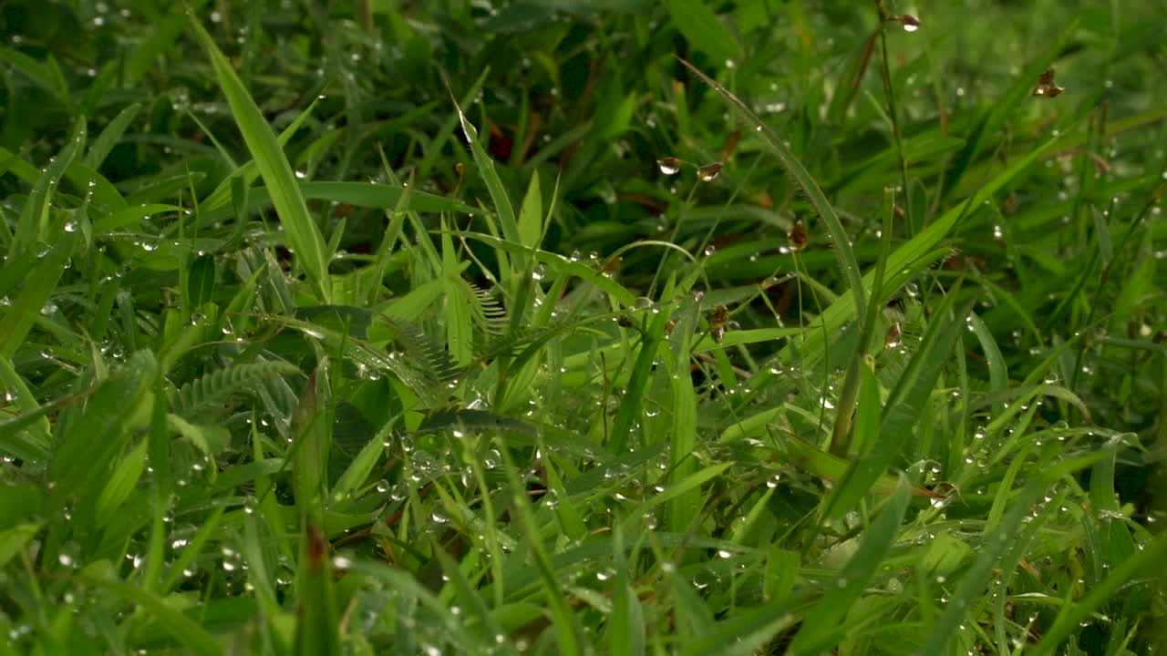 아침에 잔디에 이슬의 근접 촬영 샷