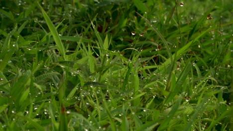 closeup shot of dews on the grass in morning