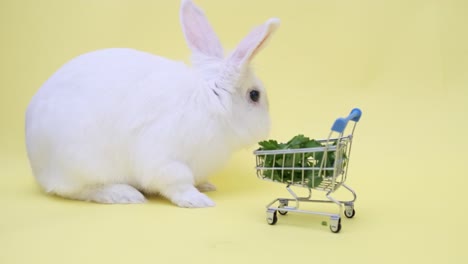 un lindo conejo blanco se sienta con gracia en un fondo amarillo con espacio de copia. feliz