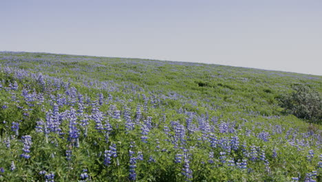 Campo-De-Lupino-De-Flores-Moradas,-Prado-Vivo-Con-Cielo-Despejado,-Islandia