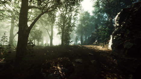 Autumn-forest-scenery-with-rays-of-warm-light