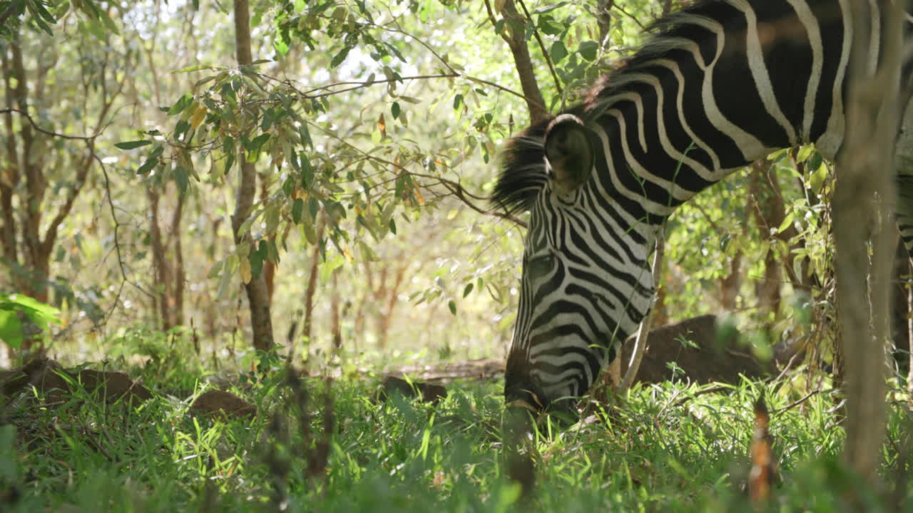 Video ravvicinato di una zebra nella foresta che bruca l'erba.