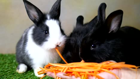 encantadores conejos jóvenes de un mes comiendo zanahorias de la mano de la dama