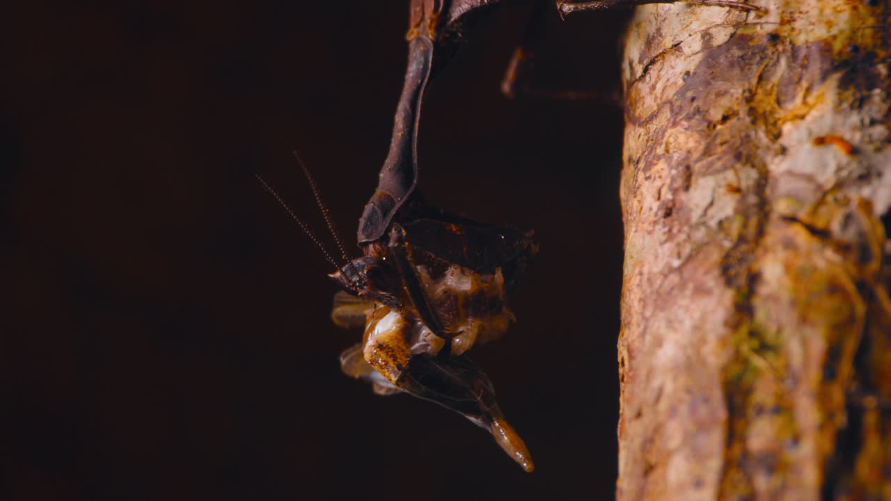 pan de hoja muerta mantis comiendo en rama de árbol, selva amazónica, perú