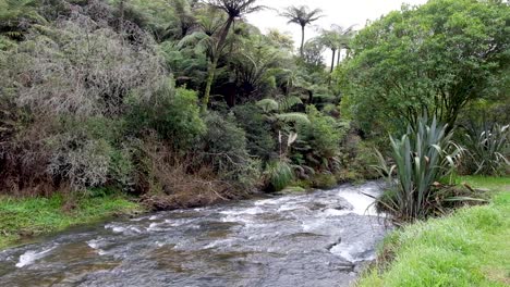 idyllischer malerischer fluss am wasserfall owharoa falls in der karangahake-schlucht in der bay of plenty bop, nordinsel in neuseeland, aotearoa