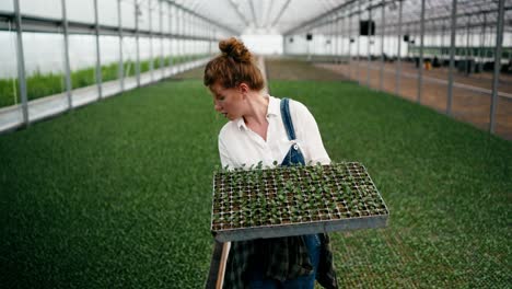 mujer agricultora enfocada con cabello rizado rojo camina a lo largo de las plántulas en el invernadero y lleva brotes de plantas jóvenes en la granja