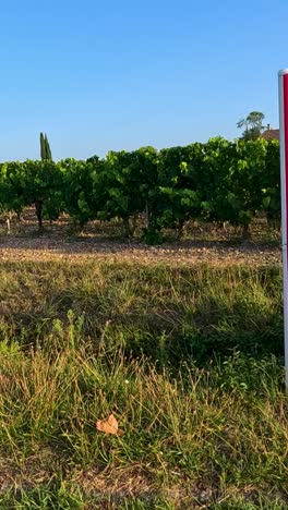 camino a través del viñedo en saint-émilion, francia