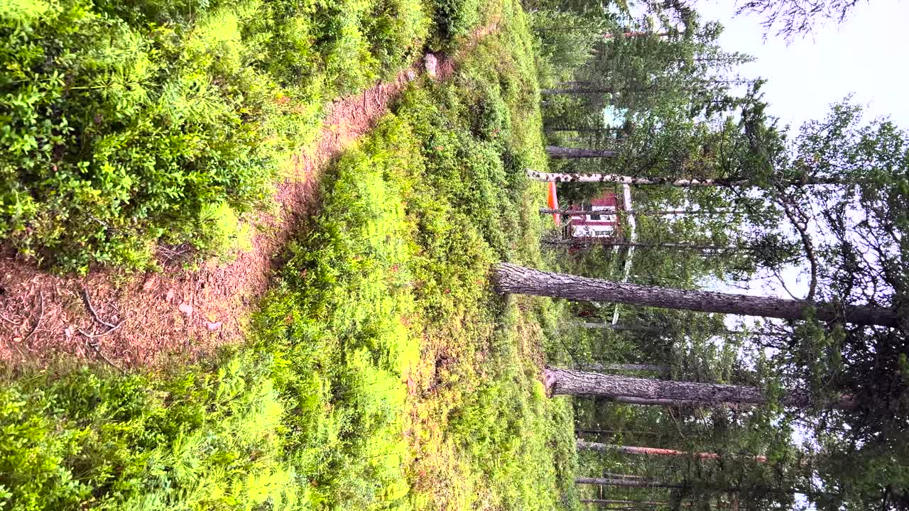 pov caminando por un sendero vacío en un bosque arbolado con una cabaña vista al fondo