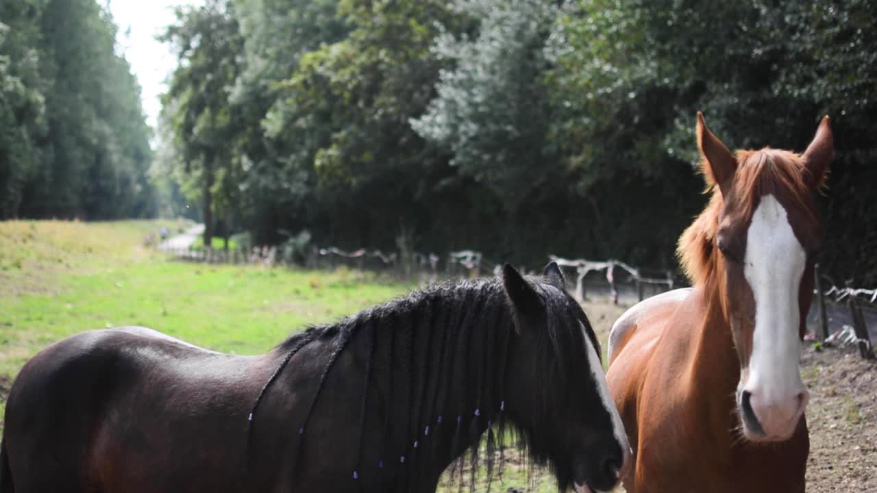 Two horses staring and grazing in a field, enjoying nature.