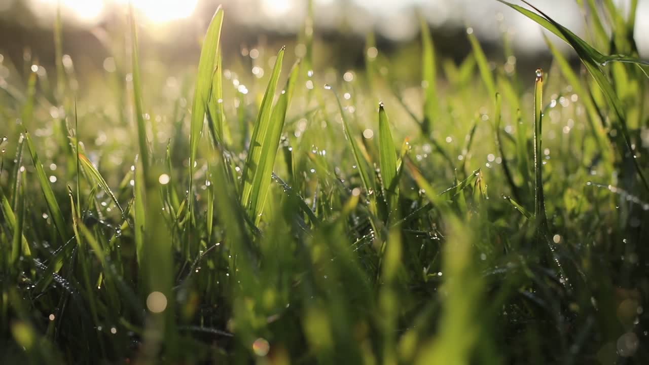Video ravvicinato di erba rugiadosa all'alba, che cattura un'atmosfera serena e naturale, Live desktop