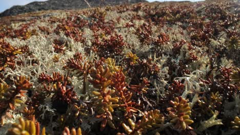 Arctic-Tundra-lichen-moss-close-up.-Found-primarily-in-areas-of-Arctic-Tundra,-alpine-tundra,-it-is-extremely-cold-hardy.-Cladonia-rangiferina,-also-known-as-reindeer-cup-lichen.