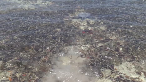 una raya nada bajo el agua desde arriba