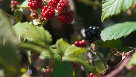 Aufschlussreicher-Fokus-Saftiger-Brombeeren-Im-Busch,-Neuseeland