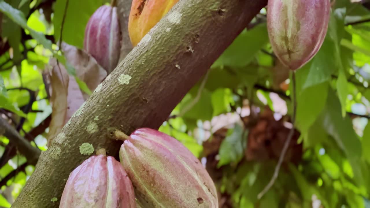 Cinematic close-up booming down shot of fruit hanging from a cacao tree on a chocolate farm in Kaua&amp;#039;i, Hawai&amp;#039;i