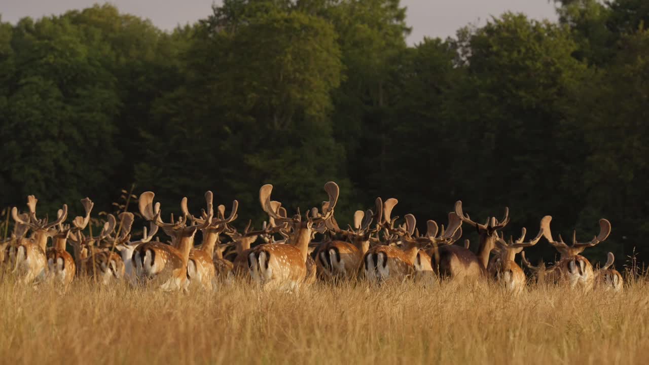 A herd of deer with antlers grazing on tall golden grass at sunset