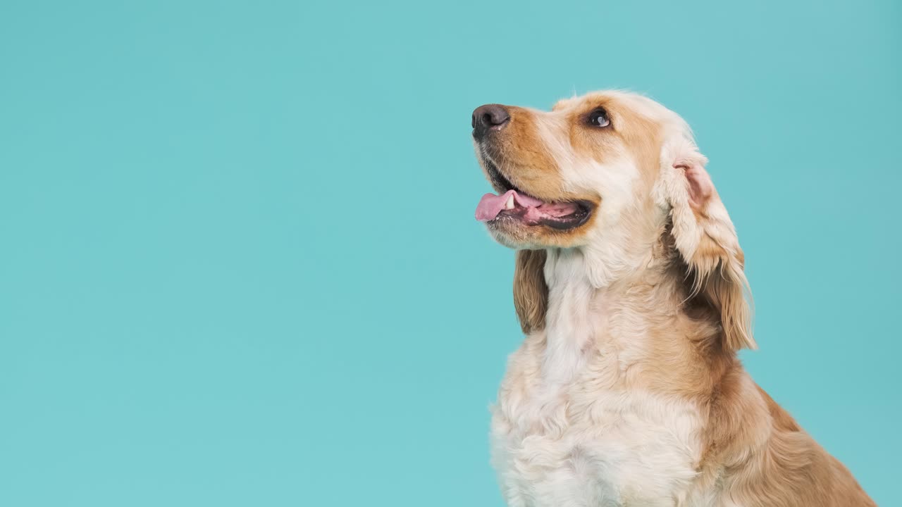 Cute brown English Cocker Spaniel dog on blue background with copy space