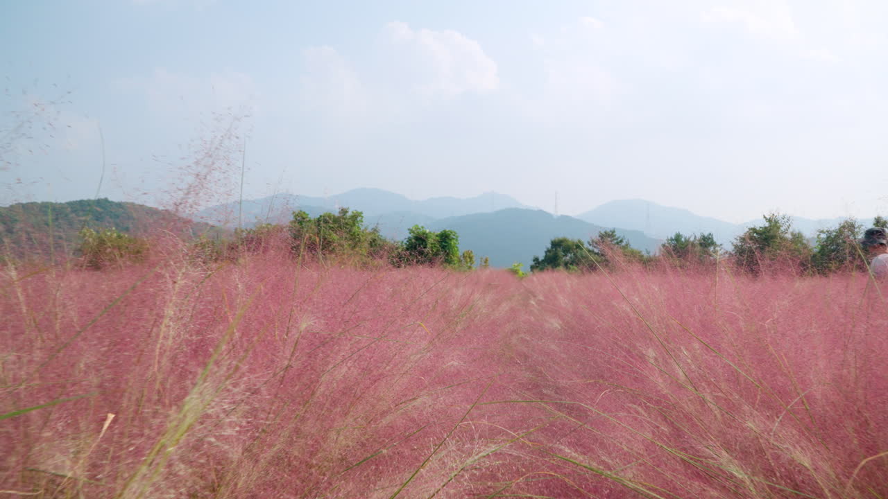 아름다운 산의 배경과 함께 허브 섬의 분홍색 무힐리 높은 풀을 통해 돌아가는 - 낮은 각도 관점