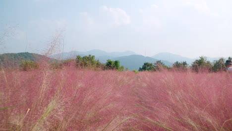 아름다운 산의 배경과 함께 허브 섬의 분홍색 무힐리 높은 풀을 통해 돌아가는 - 낮은 각도 관점