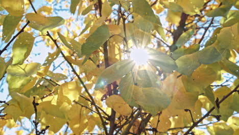 cálido paisaje de otoño en un bosque