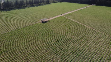 aerial shot of a corn field