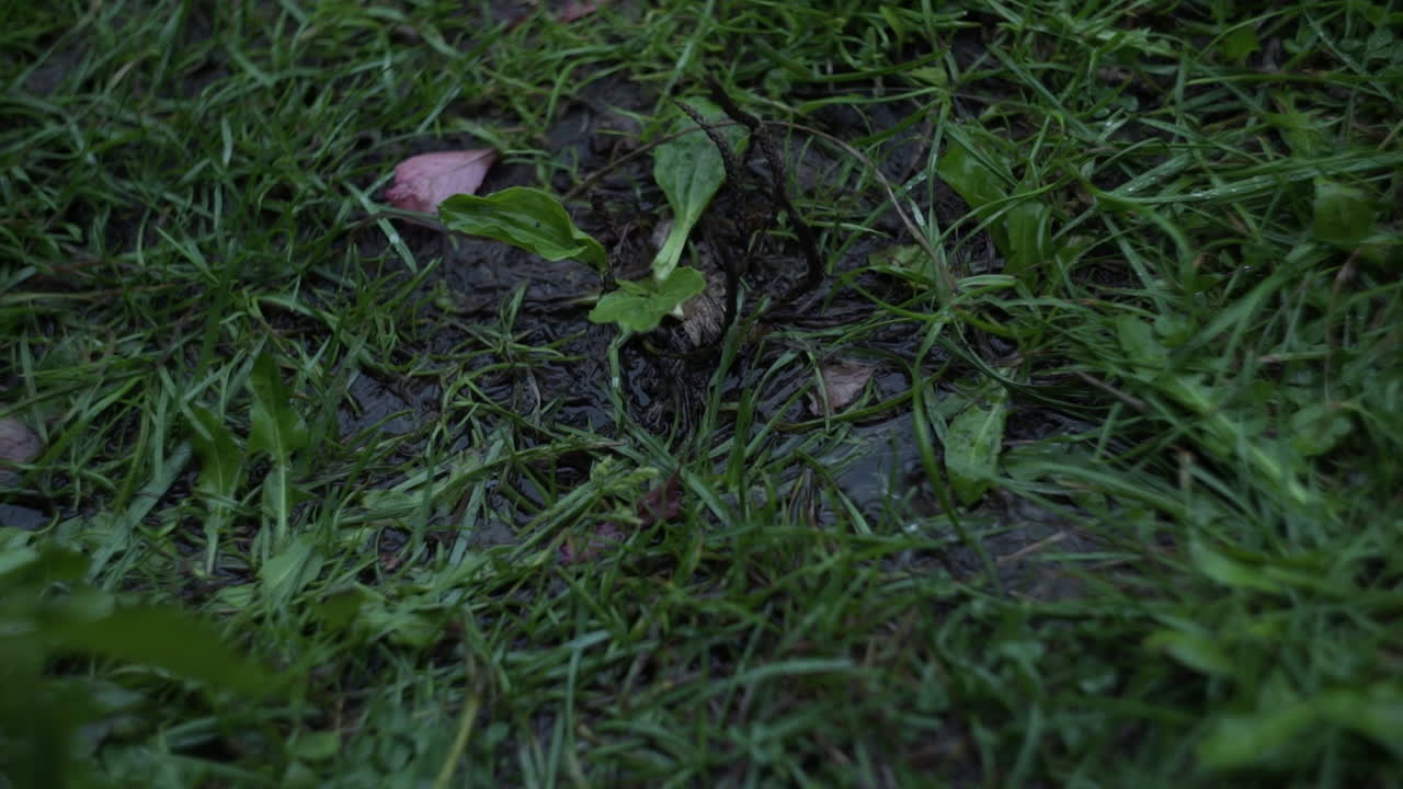 Wet Grass with Puddle
