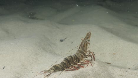 unique underwater perspective panning view of a large prawn sitting stationary on the bottom of the ocean