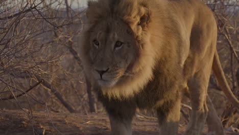 slow motion lion licking lips and looking up