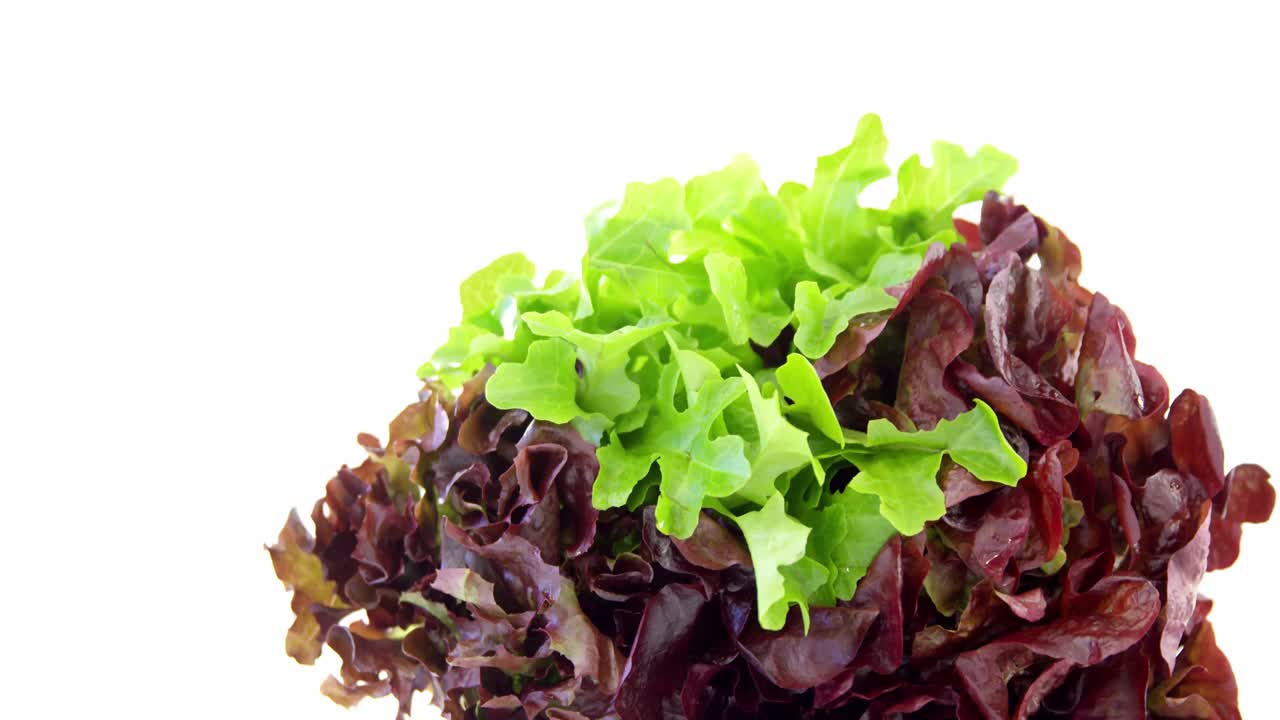 primer plano de la lechuga