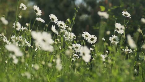 field of daisy flowers swaying in wind, slow motion