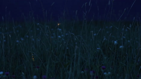 fireflies in a grass field at night